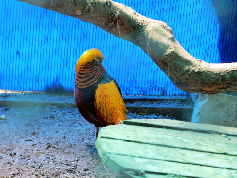 Поездка в частный зоопарк в г. Раменское