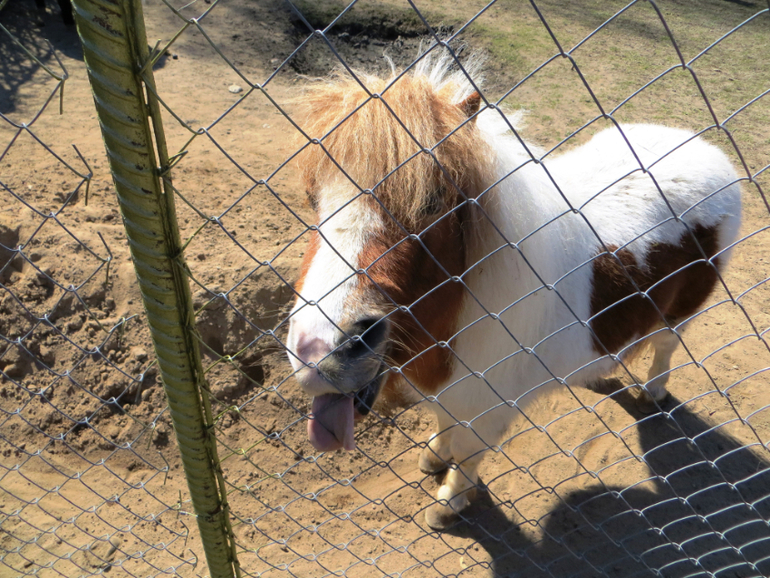 Поездка в частный зоопарк в г. Раменское