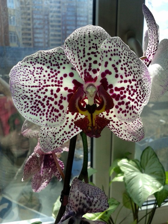 Орхидеус-обыкновенус)))