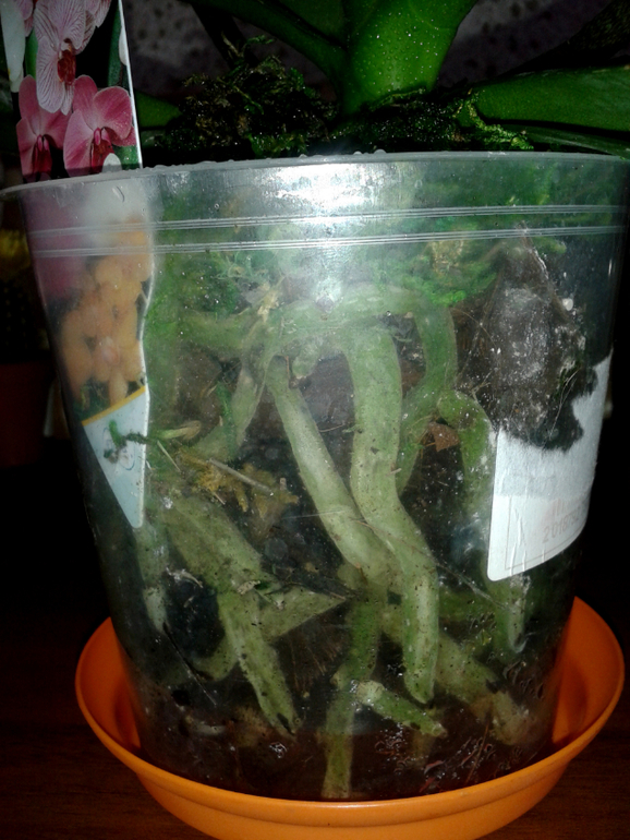 Орхидеус-обыкновенус)))