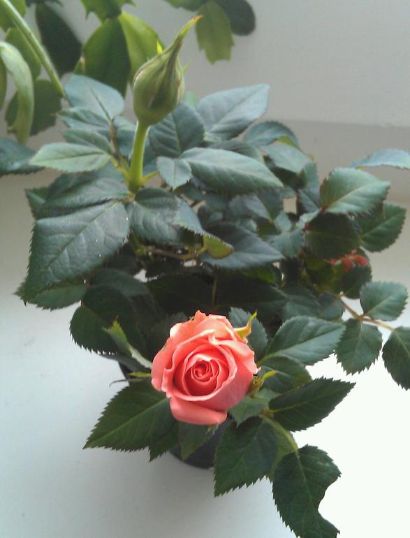 Микророзочка)