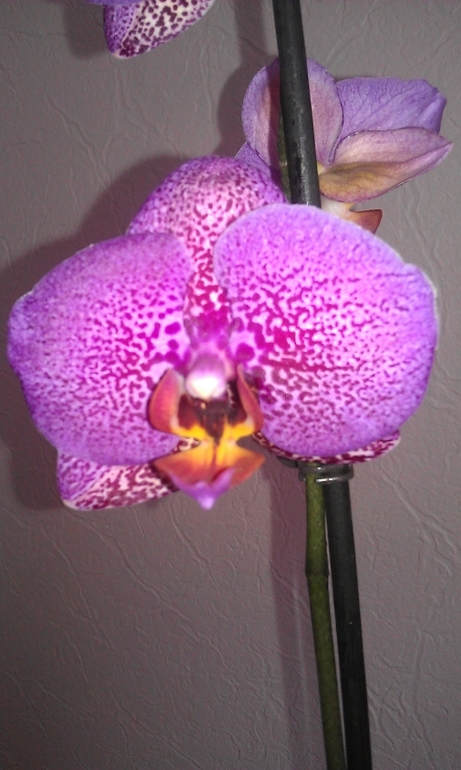 Новые орхидеи - новые вопросы.