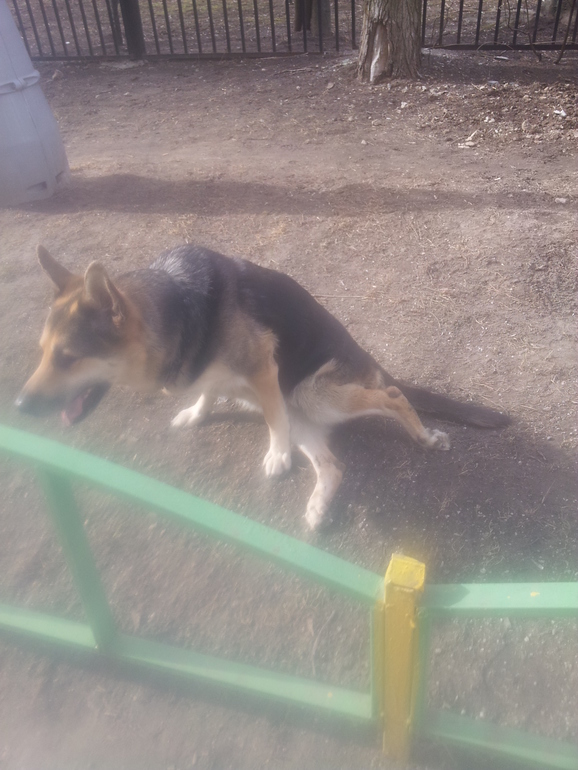 Восточно-Европкйская овчарка, отнялись лапы ПРОДОЛЖЕНИЕ