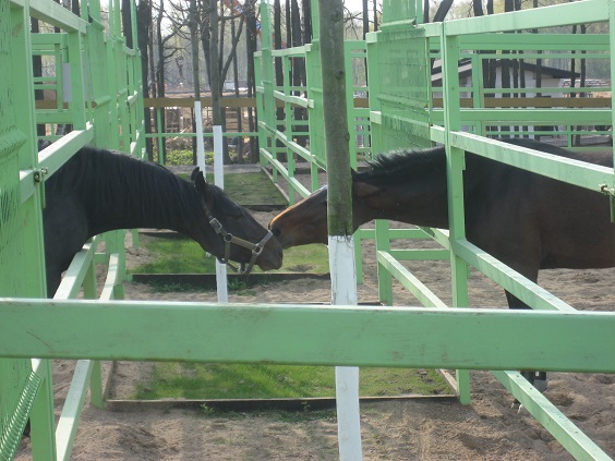 Национальный Конный Парк «РУСЬ»