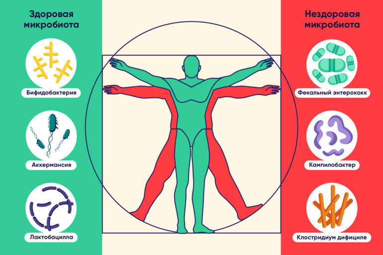 Функции микробиома кишечника. Микробиота кишечника функции. Кишечная микробиота современные представления. Микробиота определение. Микрофлора готовых лекарственных форм.