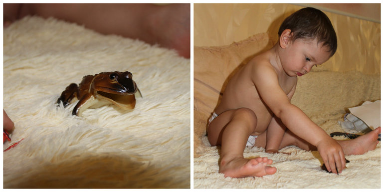 ТЗ Головастики спешат превратиться в легушат