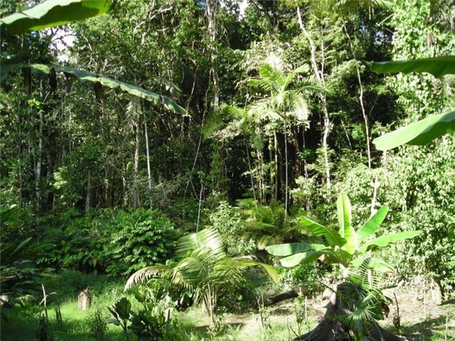 ТН Африка. День 4. Путешествие по джунглям.