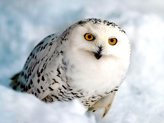 ТН Арктика и Антарктида. ФМ. День 4. Птицы.