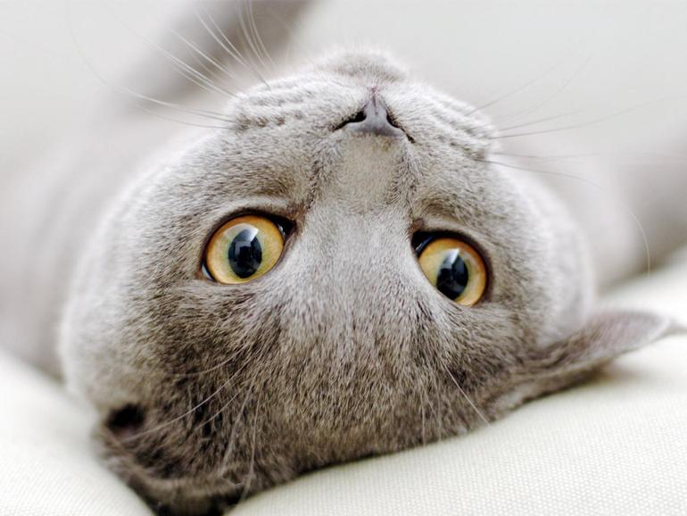 Я так люблю кошек и Flёur))