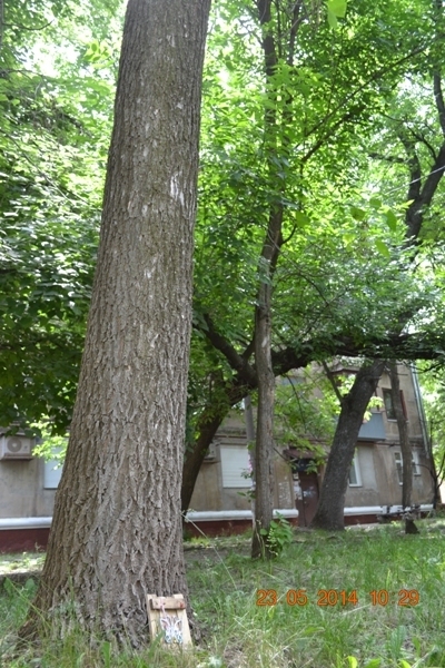 Игры на улице. Домик для фей