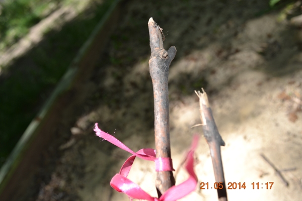 «Сказочные прогулки»