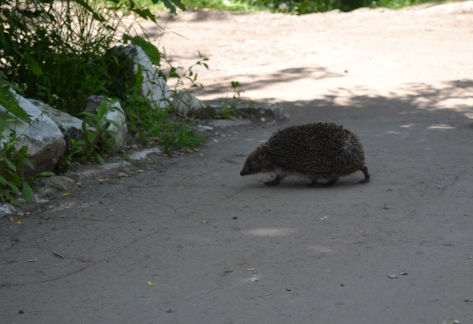 Игры на улице. Домик для фей