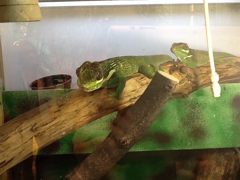 ВВЦ Дом  Бабочек 02.05.2014