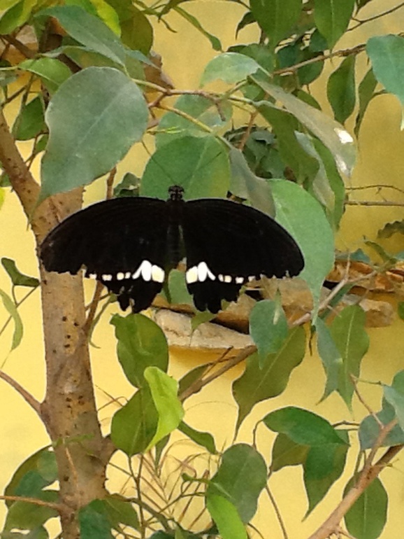 ВВЦ Дом  Бабочек 02.05.2014