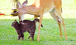 dee2e9d5ae4e9807f720870386a801fd.gif