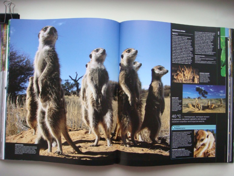 Животные. Большая иллюстрированная энциклопедия