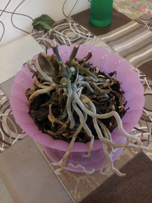 Девчонки очень нужен совет!!! Выручайте!!!