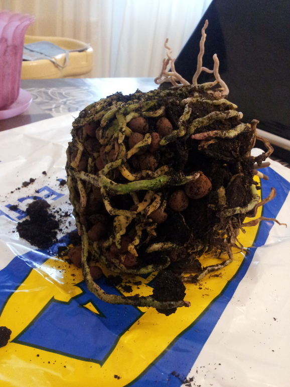 Девчонки очень нужен совет!!! Выручайте!!!