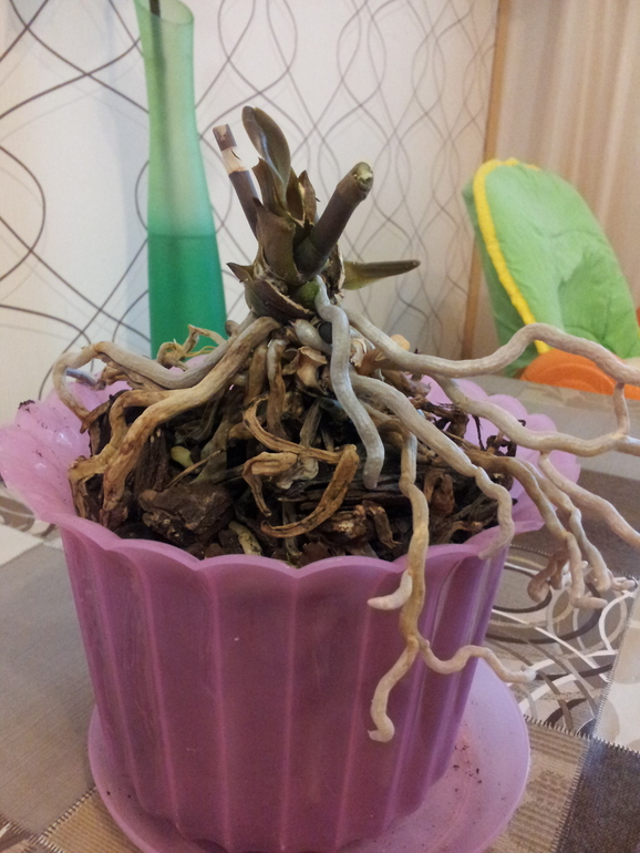 Девчонки очень нужен совет!!! Выручайте!!!