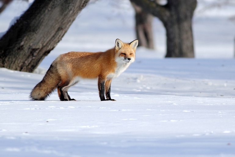 Французский в рамках ТН Зима