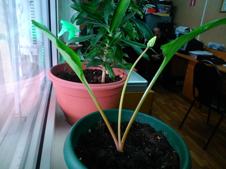 Что за цветок?