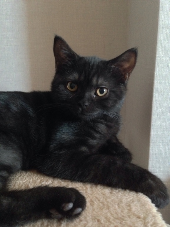 Мой ласкуша)