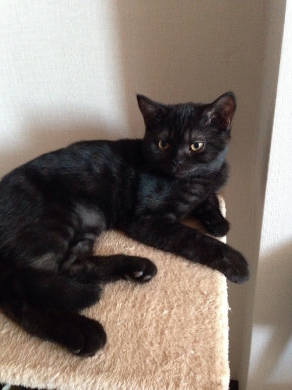 Мой ласкуша)