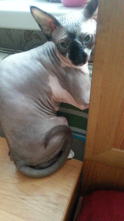 А у нас Горе(((((