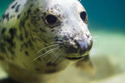 Going out. Кирюха 1,5 года