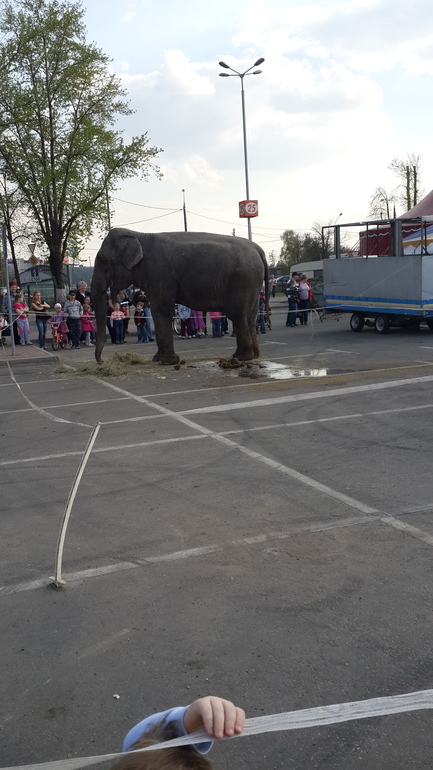 А у меня за домом ................слон!