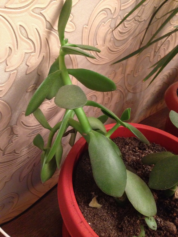 Им можно помоч