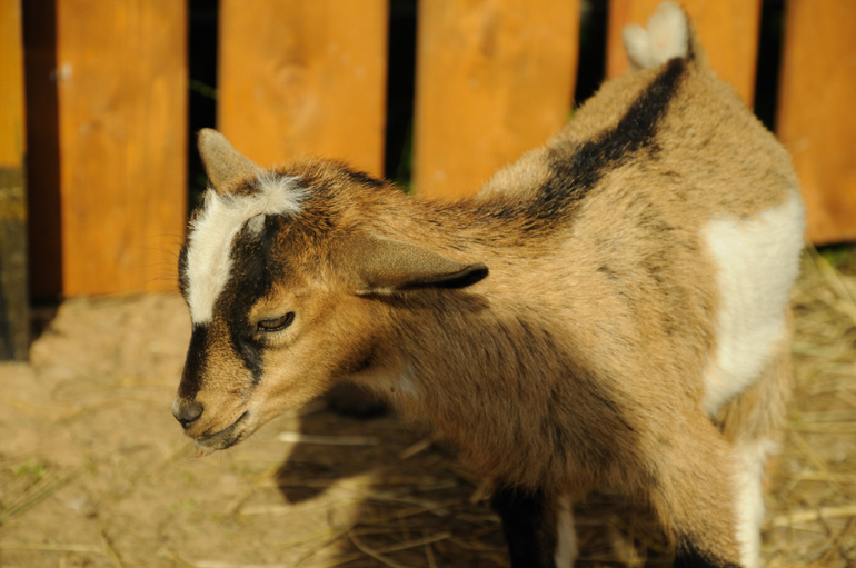 Эзотик парк - впечатления и фото