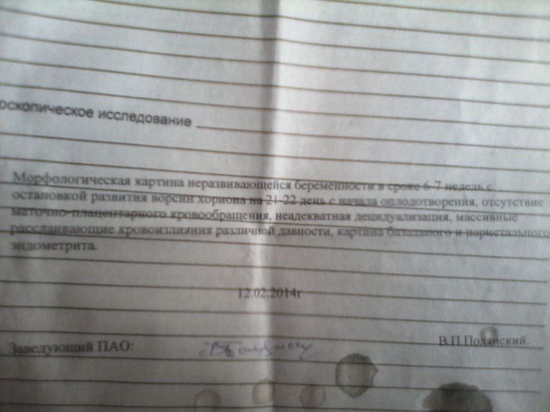 гистология