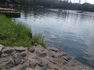 Дорогу утятам! Роберт Макклоски.