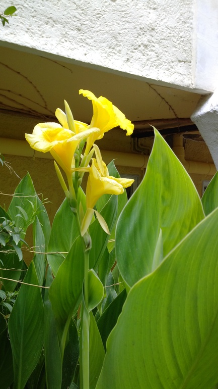 о.Кос Apollon Hotel