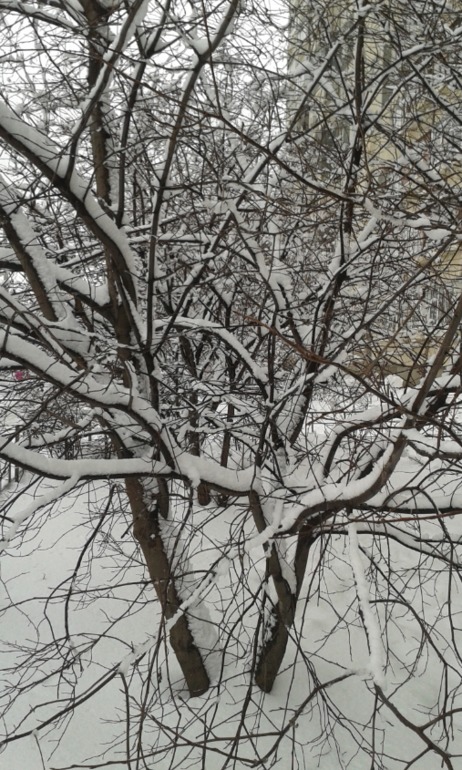 Начало нашей зимы : )