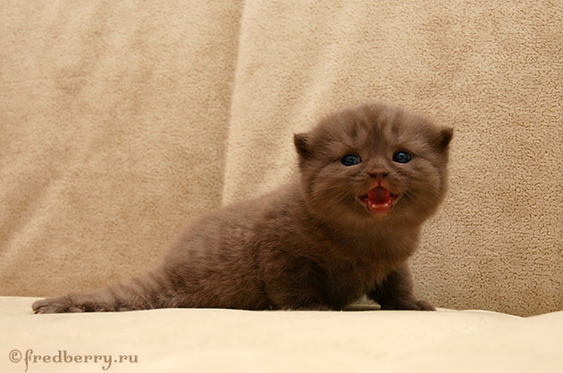 А нам 3 недельки :)