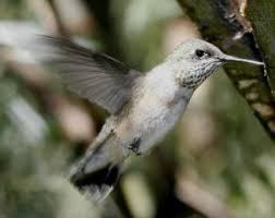 Огородное чудо)).