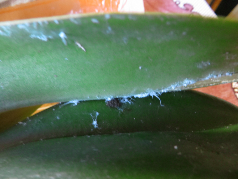 Спасите мою Орхидейку(((((