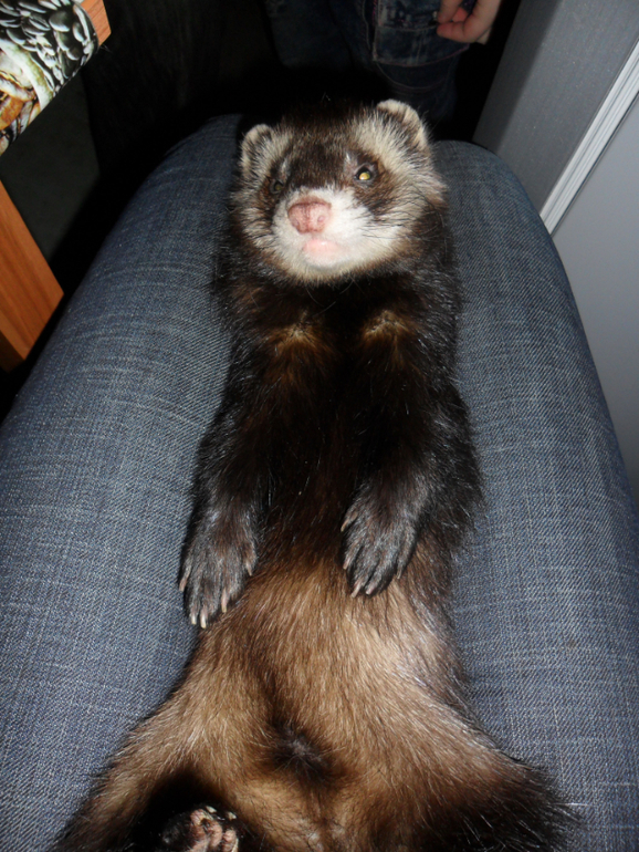 Ираклий фон Афферди...