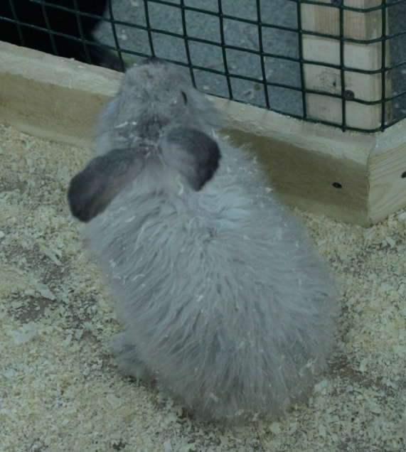 Контактный зоопарк, Теплый стан