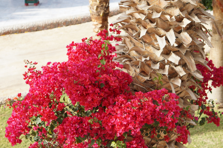 Весна в Хургаде