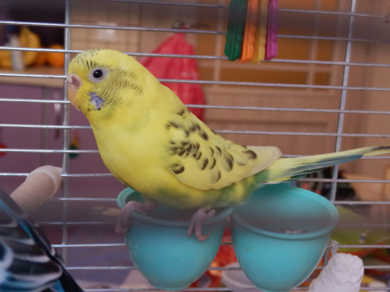 Расскажу и я о нашей семейке волнистиков))