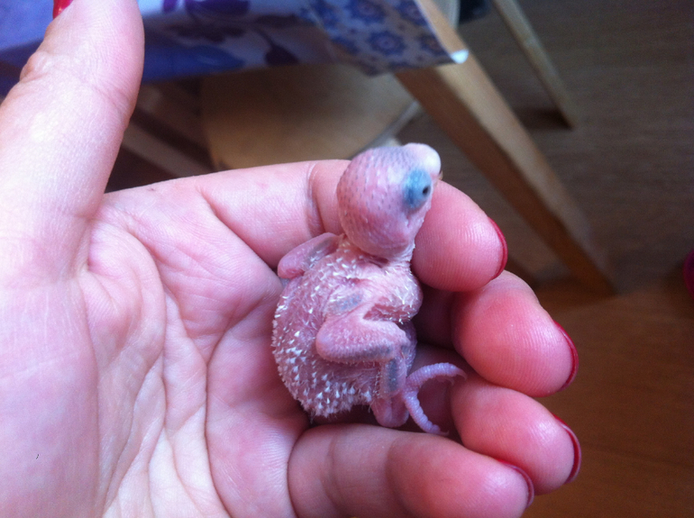 Расскажу и я о нашей семейке волнистиков))