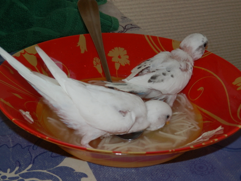 Мои сладкие малыши уже совсем большие, летают)