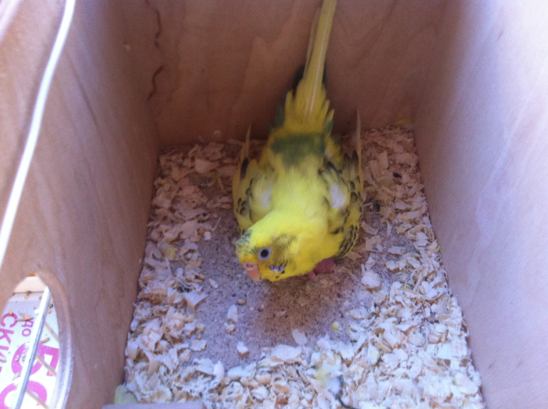 Расскажу и я о нашей семейке волнистиков))