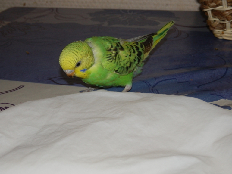 Мои сладкие малыши уже совсем большие, летают)