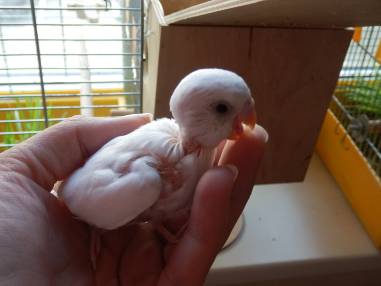 Вот и подросли наши малышаститки волнистики)