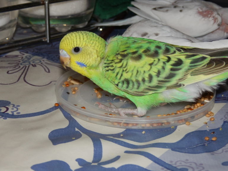 Мои сладкие малыши уже совсем большие, летают)