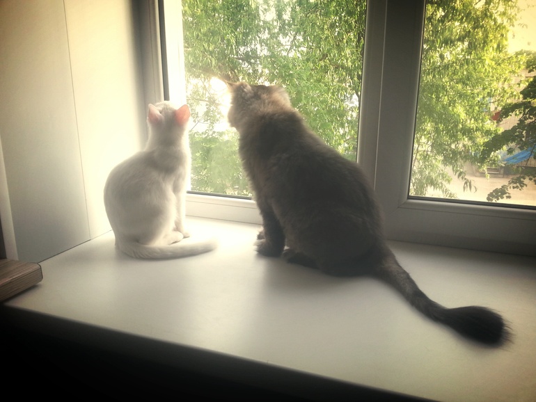 Лекарство от глистов...